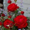 Velkokvětá růže „Tiamo“