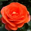 Mnohokvětá růže „Mango“
