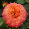 Mnohokvětá růže „Meteor“