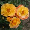Mnohokvětá růže „Bright Smiles“
