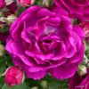 Pnoucí růže „Purple Siluetta“