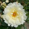 Mnohokvětá růže „Mentor-Rose“