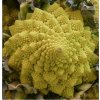 246 kvetak romanesco natalino