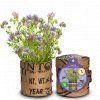 phacelia