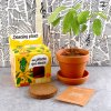 graines de plante qui danse a faire pousser pot 8 cm1