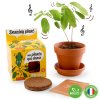 graines de plante qui danse a faire pousser pot 8 cm3