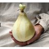 3014 cibule globo onion
