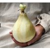 Cibule Globo Onion