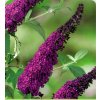 Motýlí keř zakrslý - CANDY® LITTLE PURPLE