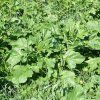 3086 cerna horcice