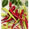 Paprika Beraní roh