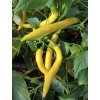 Paprika zeleninová pálivá DE CAYENNE, žlutá
