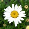 32094 leucanthemum superbum snow lady e1576710937354