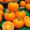 33105 goldene konigin tomato seeds