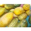 33175 1 melon voatango cucumis melo 10 samen