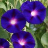 33281 fipopur a grandpa ott morning glory seeds