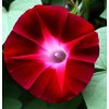 IPOMOEAnil ScarletO Hara MorningGlory Scarlet002 1024x1024