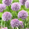 Allium Ledebourianum 0008357 2 92273