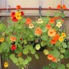 34467 1 webnasturtium1
