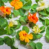 Nasturtium leaves and flowers