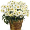 34494 potted banana cream shasta daisies