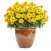34497 bright lights yellow african daisy plant in garden planter 41163