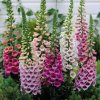 34506 digitalis purpurea excelsior mixed 0013186 14301