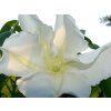 528500 ipomoea alba white