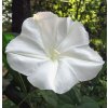 528500 ipomoea alba white