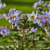 34632 1280px solanum sisymbriifolium img 9355