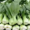 3826 zeli cinske pak choi shanghaiske zelene