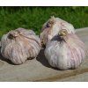 38391 garlic primor 3