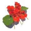 38874 glenseeds hierloom flowers nasturtium king theodore 1 grande