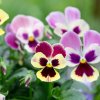 38901 1 pansy aalsmeer king size mix 5709 768x