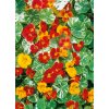 cropNAST0112Nasturtium AlaskaSemiDoubleMix Dwarf