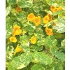 Glenseeds Hierloom Flowers Nasturtium variegated 2 large