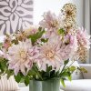JUB 252255 Dahlia Dahlia Allium Pink