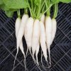 39612 redkev daikon zelenina odruda z japonska semena druh rostliny redkve a redkvicky