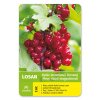 Rybíz červený stromkový - LOSAN