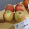 vyrn 2719jablon Strymka