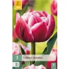 Tulipán Columbus