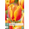 Tulipán Flair
