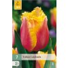 Tulipán Lambada