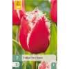 Tulipán New Santa