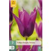 Tulipán Purple Dream