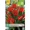 Tulipán Red Hunter