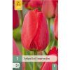 Tulipán Red Impression
