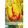Tulipán Texas Flame