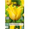 Tulipán Yellow Crown