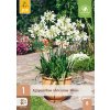 AGAPANTHUS AFRICANUS ALBUS 1X